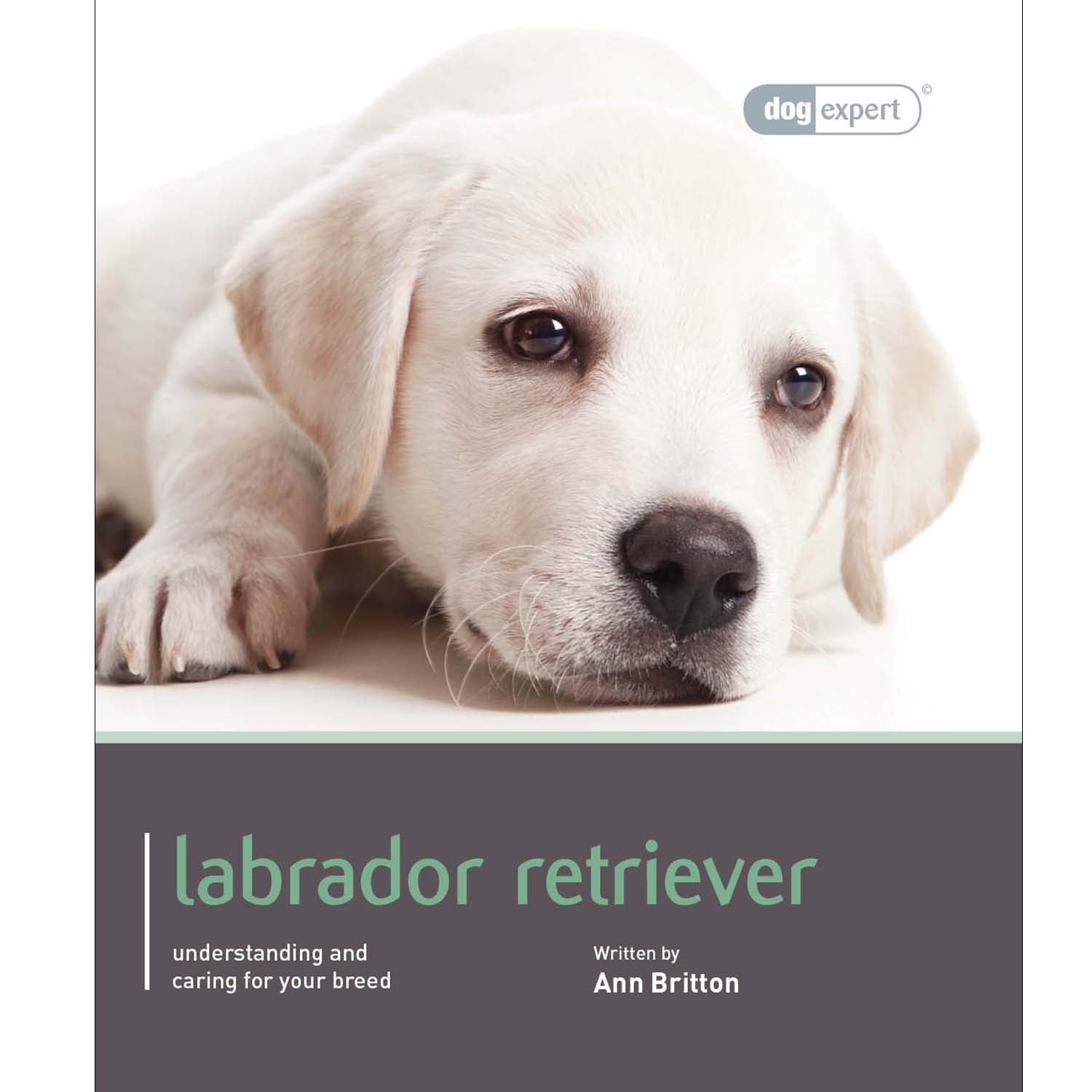 Labrador Dog Expert