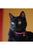 Lupine Pet Cat collar Originals - ThePetsClub