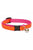 Lupine Pet Cat collar with Bell - ThePetsClub