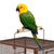 MidWest Avian Adventures Poquito Avian Hotel Bird Cage - The Pets Club