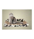 Pado Cat Scratcher With Wall