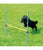 Pawpals Agility Dog Training Hurdle - The Pets Club