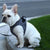 PETKIT - AIR FLY HARNESS FOR DOG - ThePetsClub