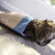 Petlinks® Garden Flower Sack™ Crinkle Hideout Cat Toy - ThePetsClub