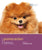 Pomeranian - Dog Expert - ThePetsClub