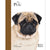 Pug - Best of Breed - ThePetsClub