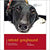 Retired Greyhound - Dog Expert - ThePetsClub