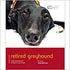 Retired Greyhound - Dog Expert