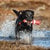 Rogz Lighthouse Fetch Toy - ThePetsClub