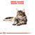 ROYAL CANIN FELINE BREED NUTRITION MAINE COON ADULT DRY FOOD - ThePetsClub