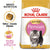 ROYAL CANIN FELINE BREED NUTRITION PERSIAN KITTENT DRY FOOD - ThePetsClub