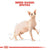 Royal Canin Feline Breed Nutrition Sphynx- 2 Kg - ThePetsClub