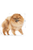طعام رويال كانين بوميرانيان للبالغين الجاف - ThePetsClub