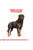 Royal Canin Breed Health Nutrition Rottweiler Adult Dry Dog Food - 12kg - The Pets Club
