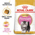Royal Canin Feline Breed Nutrition Persian Dry Kitten Food - The Pets Club