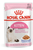 Royal Canin Feline Health Nutrition Jelly Wet Kitten Food - 85g - The Pets Club