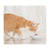 Schesir Cat Multipack Can Chicken With Pumpkin-6x50g - ThePetsClub