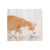 Schesir Cat Can-Wet Food Tuna With Papaya-12X140g - The Pets Club