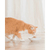 Schesir Cat Kitten Wet Food Can- 12x140g - ThePetsClub