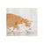Schesir Cat Pouch-Wet Food Tuna With Seabass-15X50g - The Pets Club