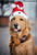 The Pets Club Christmas Hat Santa Claus For Pet - The Pets Club