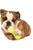 West Paw Qwizl Treat Assorted Dog Chew Toy - ThePetsClub