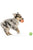 West Paw Rando Dog Toy - ThePetsClub