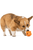 West Paw Toppl Assorted Color Dog Toy - ThePetsClub