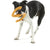 Westpaw Design Būmi Tug Toy - The Pets Club