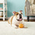Westpaw Design Jive Dog Ball - The Pets Club