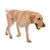 Westpaw Design Jive Dog Ball - The Pets Club