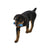 Westpaw Drifty Seaflex Dog Toy - The Pets Club