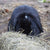 Witte Molen Puur Timothy Hay - 500g - The Pets Club