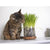 SmartyKat® Sweet Greens® 5 oz Seed Pack - The Pets Club